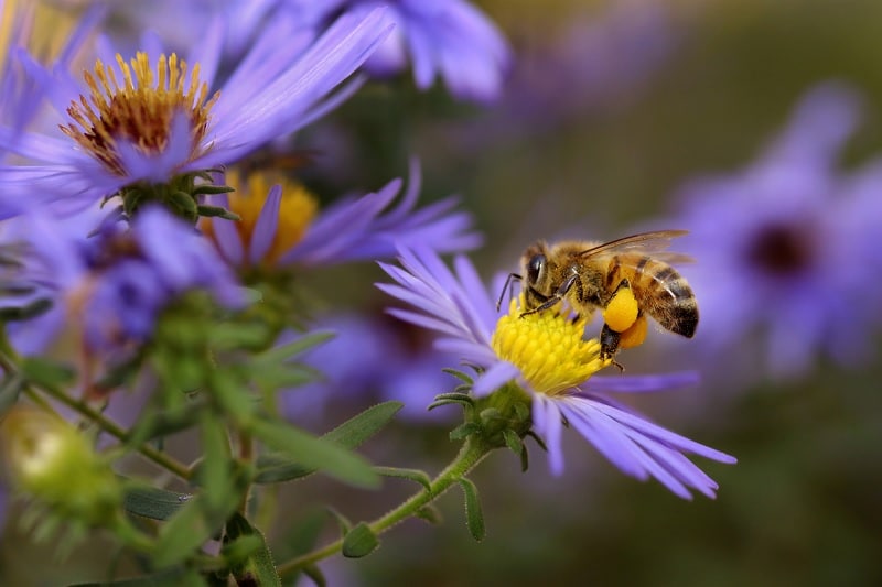 Biene auf lilafarbener Blume