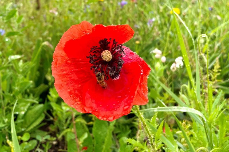 Eine Biene bestäubt eine Blüte.