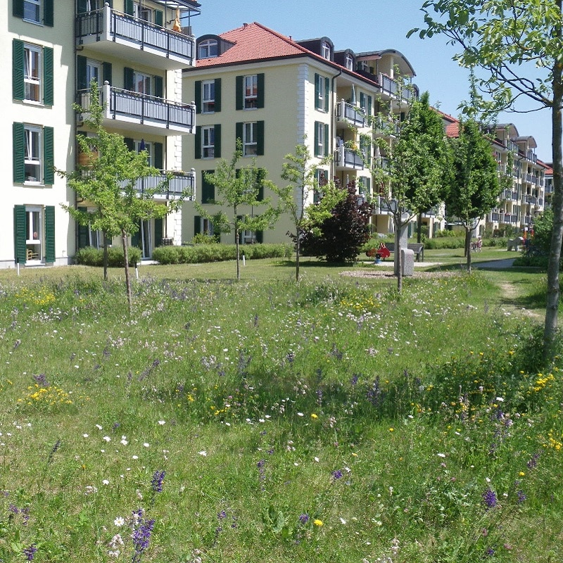 Zu sehen ist eine farbenfrohe Blumenwiese vor einem Wohngebäude-Komplex