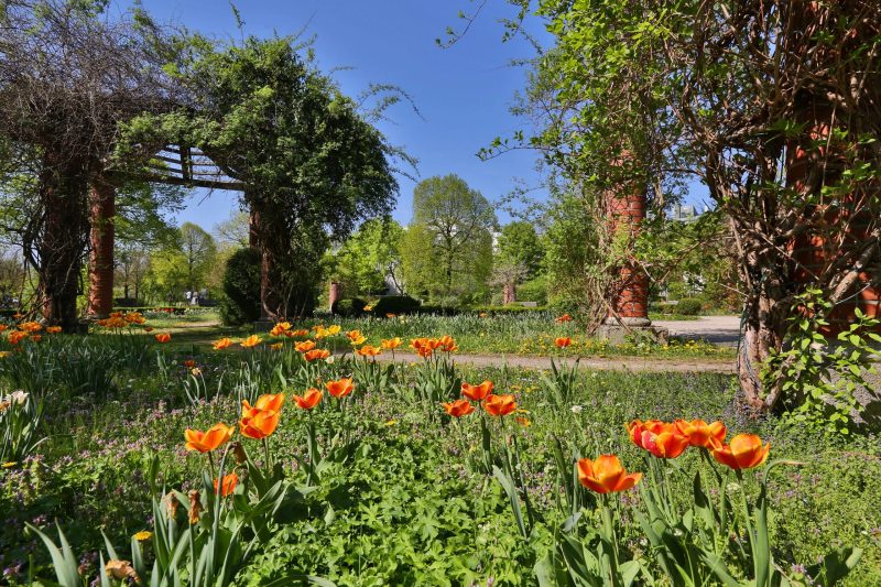 Blühende Krokusse in der Sonne