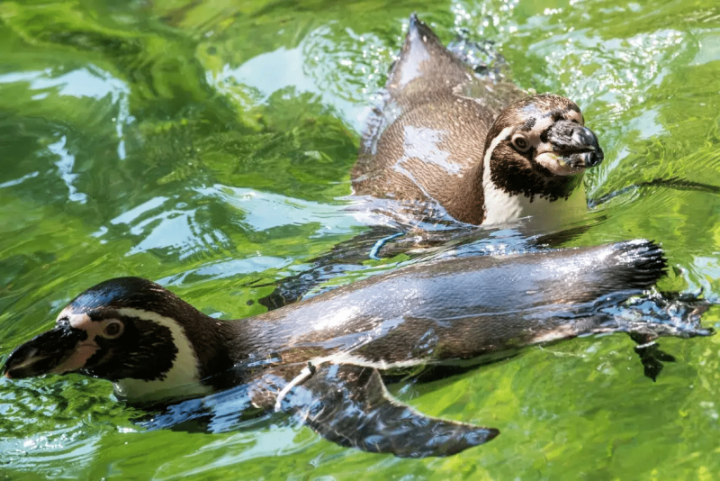 Pinguine schwimmen im Wasser im Tierpark Hellabrunn.